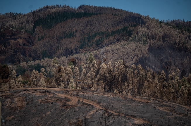 Incendios: la pesada piedra del sur de Chile
